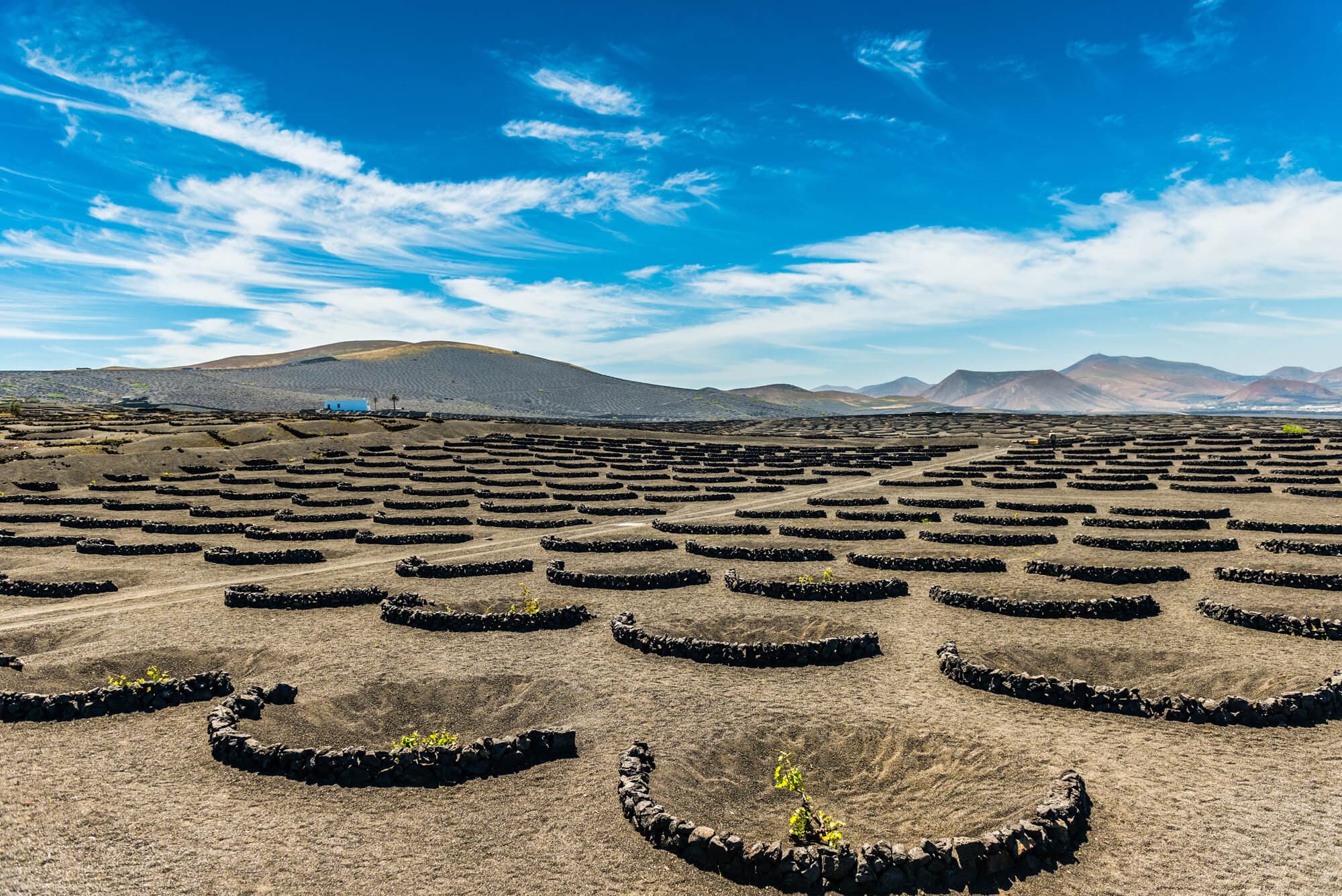 Wine Tasting in La Geria - Savoring Lanzarote’s Volcanic Wines