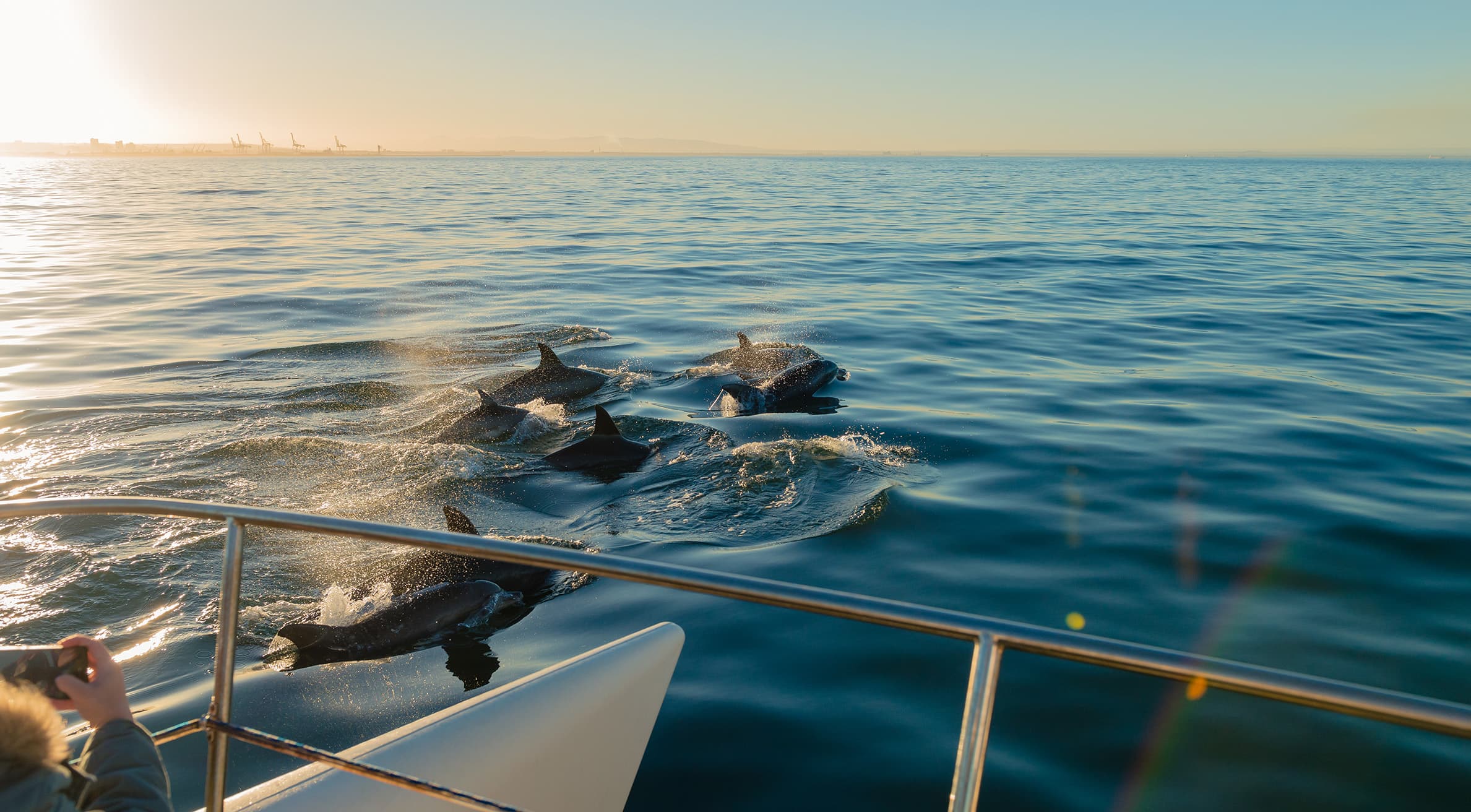Tenerife: Catamaran Trip - Whale and Dolphin Watching