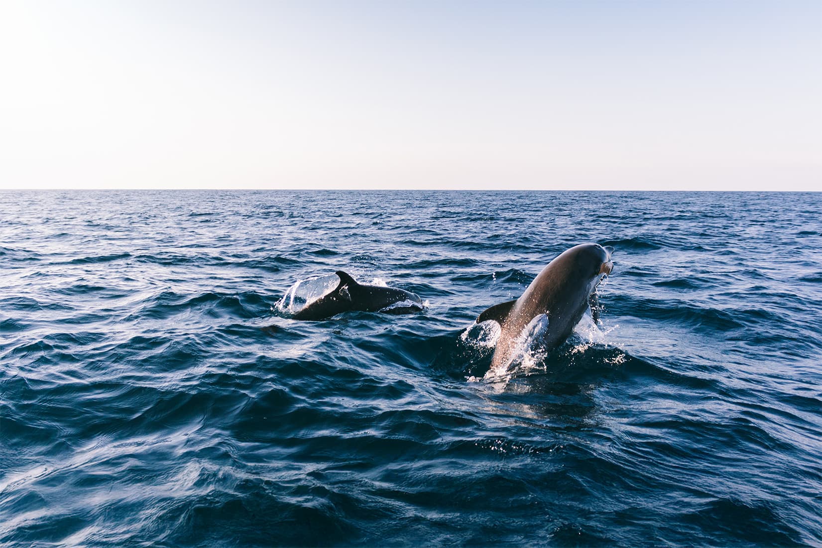 Tenerife: Boat Trip - Whale and Dolphin Watching
